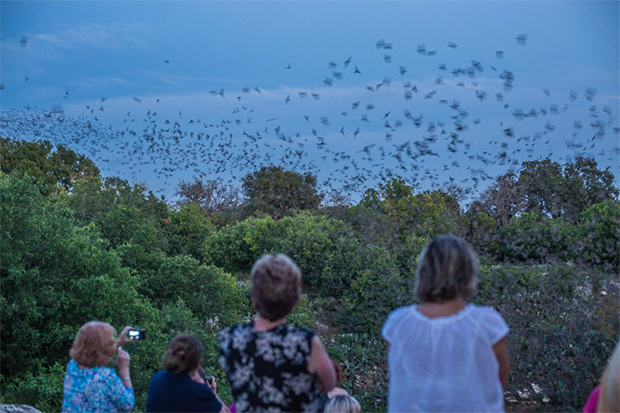 Visita la colonia de los murciélagos   | Qué hacer en Houston